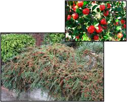 Image result for Cotoneaster