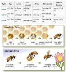 charts about honey bees honey bee life cycle bee life