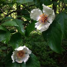 Image result for Theaceae