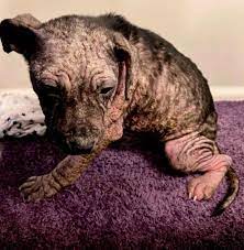 CUDDLY - Young #puppy was thrown from a 4th-floor... | Facebook