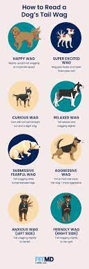 Why Do Dogs Wag Their Tails Petmd