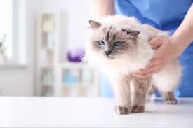 Young Veterinarian Examining Cat On Table In Clinic Forever Vets