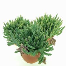 Image result for Orbea variegata