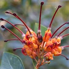 They bloom on top of dark green leaves. Grevillea Orange Marmalade Australian Plants Australian Native Plants Plants