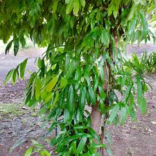 Fresh cinnamon leaves are elongated, slender, and shiny green. How To Grow Cinnamon