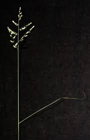 Image result for Eragrostis echinochloidea