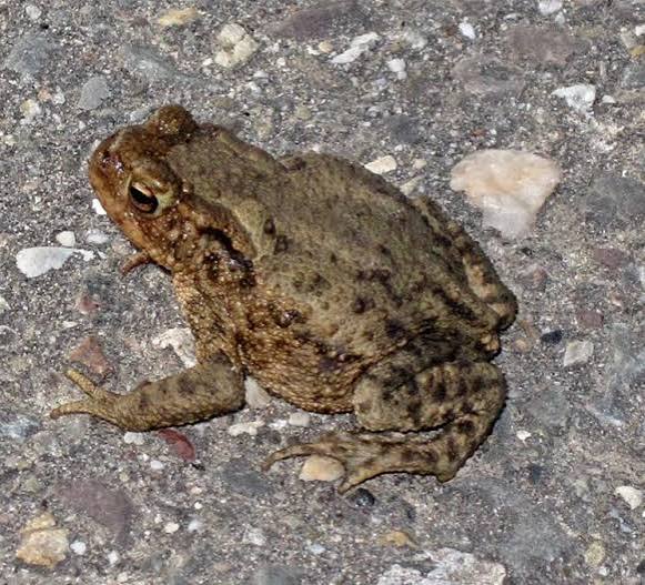 Common Toad | Wyke Farm
