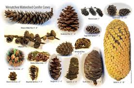 We did not find results for: Native Conifers Of Washington State Wenatchee Naturalist