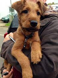 Pin By Sylvia Lackner On Irish Terrier Irish Terrier Puppies Irish Terrier Bored Dog