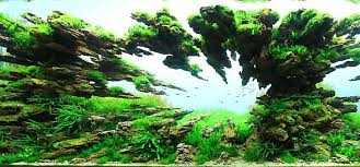 Aquascape ohko stone home ideas style concepts for garden. Mind Blowing Aquariums Look Like Underwater Forests Deserts And Gardens Aquarium Landscape Aquascape Aquarium Aquascape