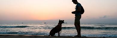 Reservation dogs is govt produced by way of sterlin harjo, taika waititi and. Travelling With Animals Swiss