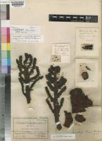 Image result for Sarcophyte sanguinea