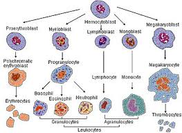 Erythropoiesis Wikipedia