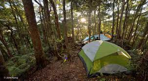 Mathieu was fantastic on all levels, friendly, professional his local knowledge and understanding of the malay jungle, flora and fauna was very impressive. Jungle Trekking Sabah Malaysian Borneo
