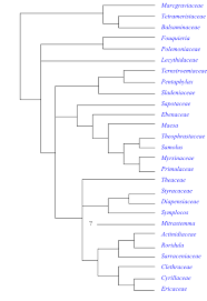 Image result for Sladeniaceae