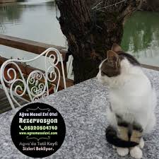 Agva Masal Evi Otel Adli Kullanicinin Agva Da Masal Tadinda Huzurlu Bir Tatil Panosundaki Pin Masal Masal Evleri Tatiller