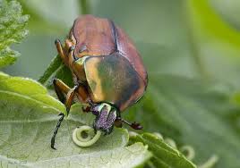 Pin By Zimri Hinshaw On Zimri S Bountiful Book Of Beetles In Texas Kingdom Animalia Animalia Species