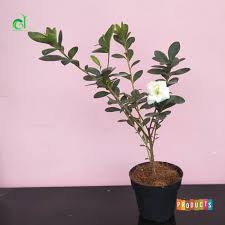 Bunga azalea adalah bunga cantik yang biasa tumbuh di wilayah yang beriklim sedang. Jual Tanaman Hias Azalea Bunga Putih Tumpuk Berkualitas