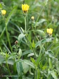 Image result for Crepis
