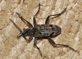 Image result for Rytigynia acuminatissima