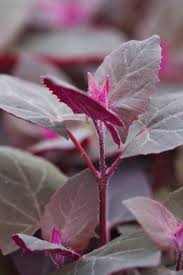 Image result for Atriplex hortensis