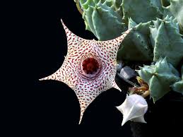 Image result for Huernia longituba