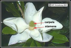 Image result for Magnoliaceae