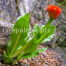 Image result for Scadoxus