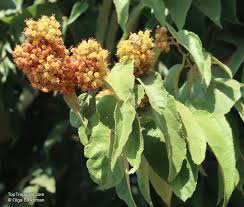 Image result for Guazuma