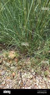 Image result for Cymbopogon pospischilii