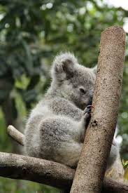 Koala Baby Koala 2 By Bilbypdalgyte Baby Koala Koala Koala Bear