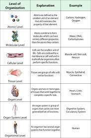 Human Anatomy And Physiology Chapter 1 The Human Organism Biology College Biology Lessons Biology Worksheet