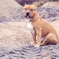 Pit Bulll Diet Tips Pit bulls need committed, experienced owners that exude leadership. pit bulll diet tips