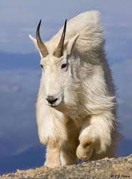 Big North American Mountain Goat Billy High On A Cliff Wild Animals Photography Animals Beautiful Nature Animals