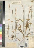 Image result for Urochloa serrata