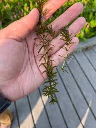 Image result for Hydrilla