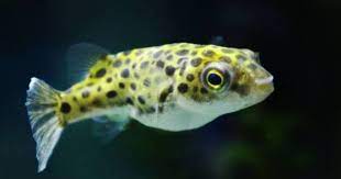 Selain warnanya yang cantik dan unik, ikan ini juga memiliki kepribadian yang ceria sehingga sangat tepat untuk mengisi akuarium atau kolam di rumah. Makanan Ikan Buntal Puffer Fish Teknik Tani Ikan