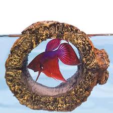 Floating Betta Log 3 In X 2 1 2 In Diameter Betta Fish Toys Betta Fish Betta