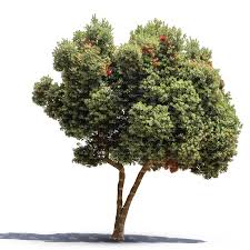 Young trees should be moist 2 feet down. Cut Out Blooming Eucalyptus Tree Vishopper