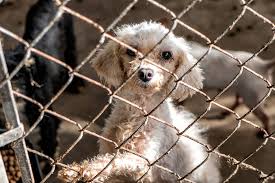 Early detection and treatment of disease as your pet ages; Aspca Assists In Rescuing More Than 75 Animals From Florida Cruelty Case Aspca