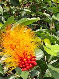 Image result for Combretum caudatisepalum