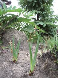 Image result for Chlorophytum macrosporum