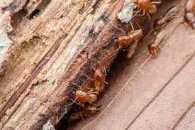 These creatures prefer moist conditions where they can build their colonies. How To Identify Get Rid Of Termites Termite Prevention Termite Control