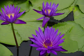 Image result for lotus flower