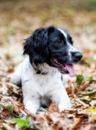 You deserve only the best! About Our Animal Clinic In Lubbock Tx Hub City Veterinary Clinic