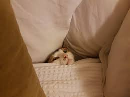 The Only Cat I Ve Ever Met Who Likes Being Under The Covers R Animalsbeingderps