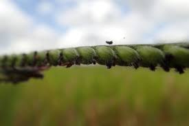 Image result for Urochloa eminii