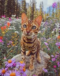 Bengal cats look feral, but are totally domestic. Bei Den Reisen Dieser Bengal Katze Entstehen Faszinierende Bilder Likemag Social News And Entertainment Bengalsk Kat Katte Dyr