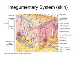 Integumentary System Ms Wilson S Classroom