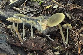 Image result for Simocybe centunculus